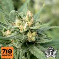 710 Genetics Seeds Solace